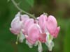 Bleeding Heart